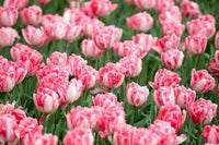 Weiß Rosa Tulpe Blumensamen zur Aussaat sonnenliebend Traditionssorte & ohne Gentechnik Samen Hausgarten