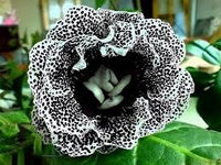 Schwarz Weiß Gloxinie Blumensamen zur Aussaat – robust Sorte – Traditionssorte & ohne Gentechnik Samen Hausgarten