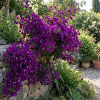 Violett Drillingsblume Samen Blumensamen zur Aussaat saisonal Dauerblüher Traditionssorte & ohne Gentechnik Samen Hausgarten