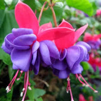 gefüllt Petals Fuchsie Samen – Gelb Rot Blüten zur Aussaat