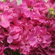 klein Rosa Levkoje Incana Samen Blumensamen zur Aussaat hochwertige Qualitäts- Traditionssorte & ohne Gentechnik Samen Hausgarten