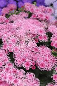 Rose Ageratum Samen Soft – Rosa Floral Schauanlagen