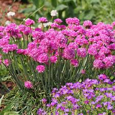 hell Rosa Mini Violett Blumensamen zur Aussaat saisonal Dauerblüher Traditionssorte & ohne Gentechnik Samen Hausgarten