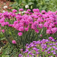 hell Rosa Mini Violett Blumensamen zur Aussaat saisonal Dauerblüher Traditionssorte & ohne Gentechnik Samen Hausgarten