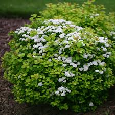 Grün Prachtspiere Blumensamen zur Aussaat duftend Blüten Traditionssorte & ohne Gentechnik Samen Hausgarten
