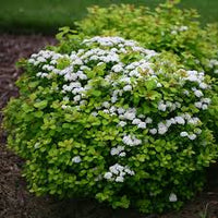 Grün Prachtspiere Blumensamen zur Aussaat duftend Blüten Traditionssorte & ohne Gentechnik Samen Hausgarten