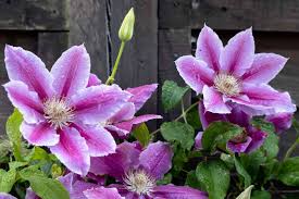 Rosa Waldrebe Blumensamen zur Aussaat Schnitt Blume beliebt Traditionssorte & ohne Gentechnik Samen Hausgarten