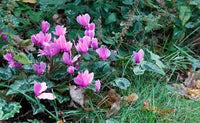 hell Grün Alpenveilchen Blumensamen zur Aussaat – saisonal Dauerblüher – Traditionssorte & ohne Gentechnik Samen Hausgarten