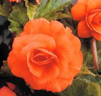 Orange Begonie Blumensamen zur Aussaat – robust Sorte – Traditionssorte & ohne Gentechnik Samen Hausgarten