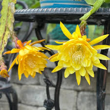 Gelb Epiphyllum Oxypetalum Samen Blumensamen zur Aussaat kompakt Wuchs Traditionssorte & ohne Gentechnik Samen Hausgarten