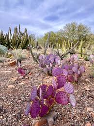 Rosa Opuntia Chlorotica Blumensamen zur Aussaat – Wildblume Mischung – Traditionssorte & ohne Gentechnik Samen Hausgarten