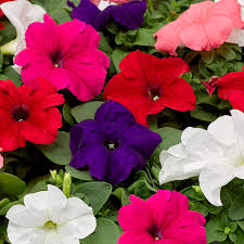 Gemischt Mexican Petunie Blumensamen zur Aussaat – lang Blüte Saison – Traditionssorte & ohne Gentechnik Samen Hausgarten