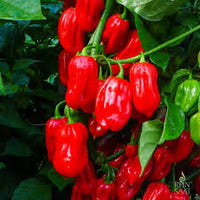 Chili Samen Shaji rund – Scharfe Paprika-Sorte für den Gemüsegarten