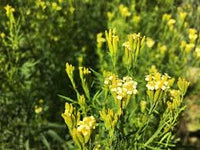 Huacatay Blumensamen zur Aussaat – kompakt Wuchs – Traditionssorte & ohne Gentechnik Samen Hausgarten