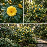 Golden Kamelie Blumensamen zur Aussaat – saisonal Dauerblüher – Traditionssorte & ohne Gentechnik Samen Hausgarten
