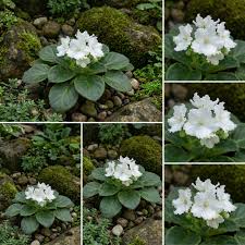 Weiß Saintpaulia Blumensamen zur Aussaat – Bestäuber freundlich – Traditionssorte & ohne Gentechnik Samen Hausgarten