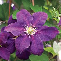 Lila Waldrebe Blumensamen zur Aussaat – leuchtend Blüten – Traditionssorte & ohne Gentechnik Samen Hausgarten