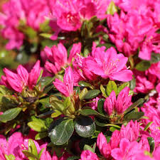 Rosa Azalee mehrjährig Blumensamen zur Aussaat – saisonal Dauerblüher – Traditionssorte & ohne Gentechnik Samen Hausgarten