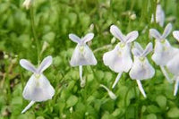 Utricularia Sandersonii Blumensamen – Traditionssorte ohne Gentechnik robust Blüten Haus & Garten Aussaat