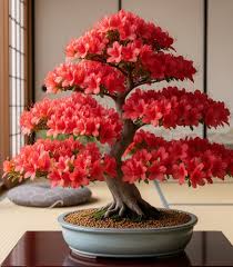 Rot Simsii Bonsai Blumensamen zur Aussaat leuchtend Traditionssorte & ohne Gentechnik Samen Hausgarten
