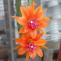 Orange Nopalxochia Blumensamen Blumensamen zur Aussaat hochwertige Qualitäts- Traditionssorte & ohne Gentechnik Samen Hausgarten