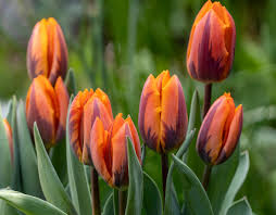 Orange Gray Tulpe Blumensamen zur Aussaat Halbschatten verträglich Traditionssorte & ohne Gentechnik Samen Hausgarten