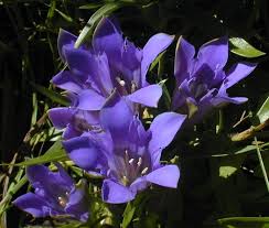 Lila Blau Gentian Blumensamen – leuchtend Traditionssorte & ohne Gentechnik Samen Hausgarten