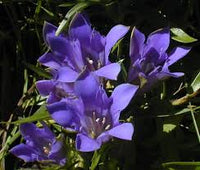 Lila Blau Gentian Blumensamen – leuchtend Traditionssorte & ohne Gentechnik Samen Hausgarten
