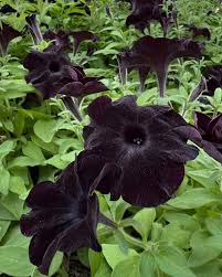 dunkel Lila Magenta Petunie Samen Blumensamen zur Aussaat – robust Sorte – Traditionssorte & ohne Gentechnik Samen Hausgarten