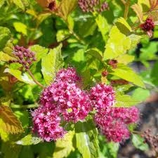 Lila Prachtspiere mehrjährig Blumensamen zur Aussaat Bestäuber freundlich Traditionssorte & ohne Gentechnik Samen Hausgarten