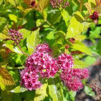 Lila Prachtspiere mehrjährig Blumensamen zur Aussaat Bestäuber freundlich Traditionssorte & ohne Gentechnik Samen Hausgarten