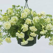 Creme Petunie Blumensamen zur Aussaat Traditionssorte ohne Gentechnik Samen Anzucht Garten Blüten robust Sorte