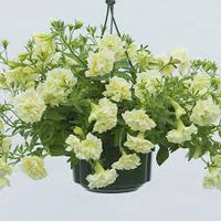 Creme Petunie Blumensamen zur Aussaat Traditionssorte ohne Gentechnik Samen Anzucht Garten Blüten robust Sorte