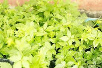 Jiaogulan Blumensamen zur Aussaat – leuchtend – Traditionssorte & ohne Gentechnik Samen Hausgarten