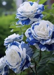 Blau Weiß Rose Blumensamen Garten Wildblume Mischung Traditionssorte & ohne Gentechnik Samen Hausgarten