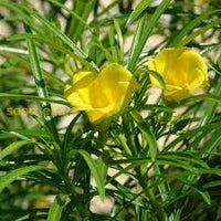Thevetia Peruviana Blumensamen – Traditionssorte ohne Gentechnik leuchtend Blüten Hausgarten Aussaat