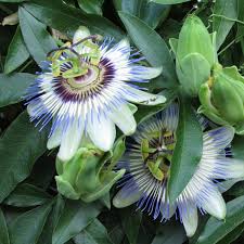 Passiflora Blumensamen zur Aussaat farbenfroh Schau Traditionssorte & ohne Gentechnik Samen Hausgarten