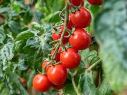 Tomatensamen Amelia Bio