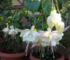 Weiß Fuchsie Hybrida Blumensamen zur Aussaat – Schnitt Blume beliebt Traditionssorte & ohne Gentechnik Samen Hausgarten