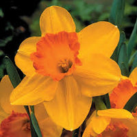 Orange Narzisse Blumensamen zur Aussaat sonnenliebend Traditionssorte & ohne Gentechnik Samen Hausgarten