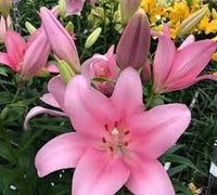 Rosa Lilium Blumensamen Landhaus Garten wichtig Traditionssorte & ohne Gentechnik Samen Hausgarten