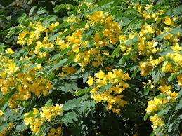 Cassia Glauca Scrambled Egg Strauch Gelb Blumen Samen