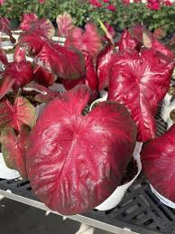 Rot Thailand Caladium Blumensamen zur Aussaat sonnenliebend Traditionssorte & ohne Gentechnik Samen Hausgarten