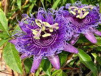 Lila Strongylodon Blumensamen – kompakt Wuchs Traditionssorte & ohne Gentechnik Samen Hausgarten