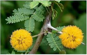 Acacia Gelb mehrjährig Blumensamen zur Aussaat – Anzucht Garten Samen