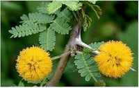 Acacia Gelb mehrjährig Blumensamen zur Aussaat – Anzucht Garten Samen