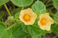 Cordifolia Blumensamen zur Aussaat – Bestäuber freundlich – Traditionssorte & ohne Gentechnik Samen Hausgarten