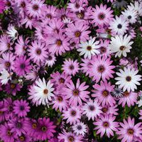 Kapkörbchen Blumensamen leuchtend mehrfarbige Blüten einfache Aussaat