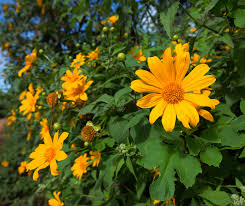 Gelb Torch MEXICAN Tithonia Sonnenblume Samen zur Aussaat – hochwertige Qualitäts- – Traditionssorte & ohne Gentechnik Samen Hausgarten