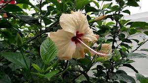 Creme Hibiskus Blumensamen – Anzucht Traditionssorte & ohne Gentechnik Samen Hausgarten